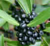 pepper berry bunches