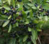 fruiting pepper berry